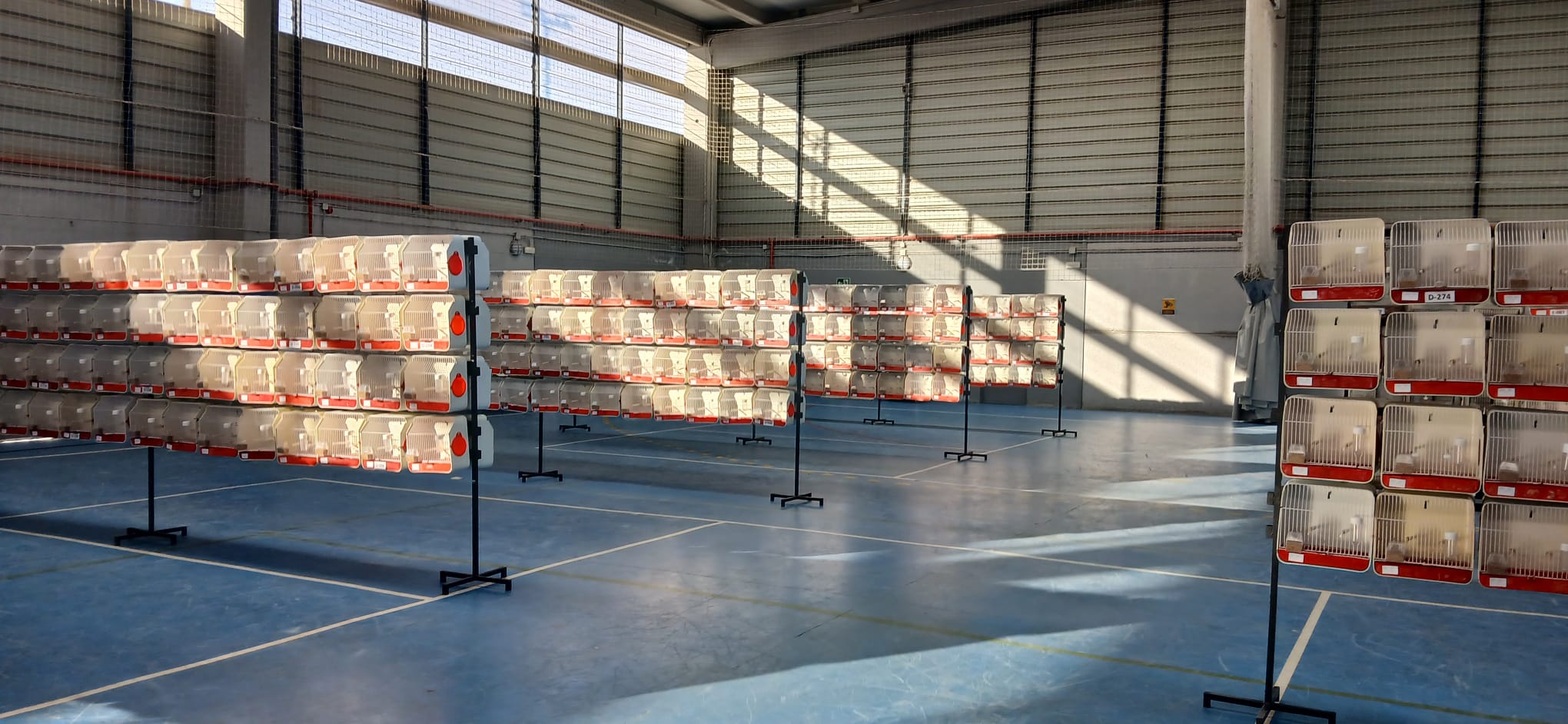 Filas de jaulas de concurso ornitológico preparadas en el pabellón de Cártama, Málaga
