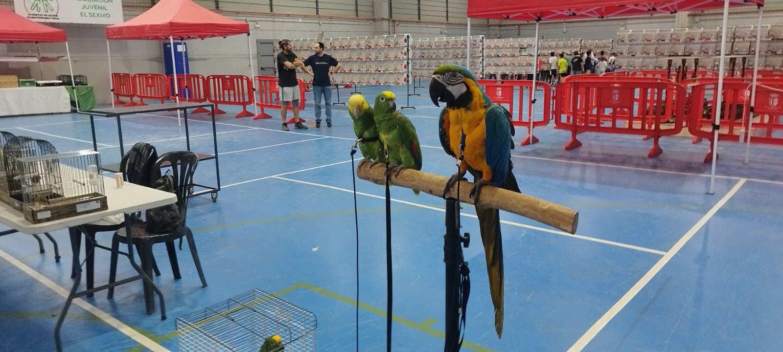 Guacamayo y loros en exhibición durante el concurso ornitológico de Cártama, Andalucía